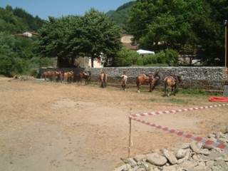  Image name: DSCF2799.JPG 
 width: 320 pixel 
 height: 240 pixel 
 Size: 27168 bytes 
 Click to enlarge 